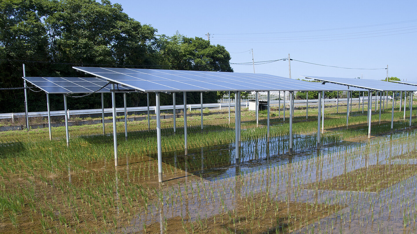 Agrophotovoltaik Ein kombinierter Solarpark mit Reisanbau in Japan