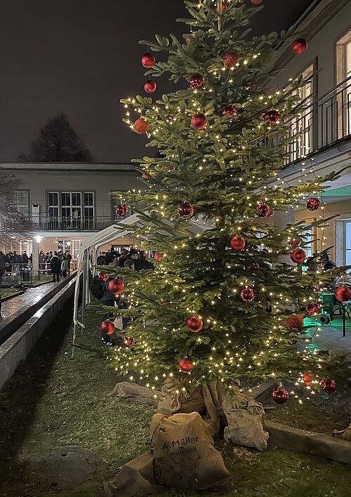 großer Weinachtsbaum auf abendlichem Gelände